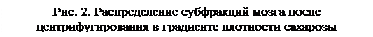 Подпись: Рис. 2. Распределение субфракций мозга после центрифугирования в градиенте плотности сахарозы