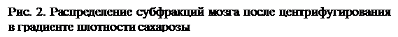 Подпись: Рис. 2. Распределение субфракций мозга после центрифугирования в градиенте плотности сахарозы