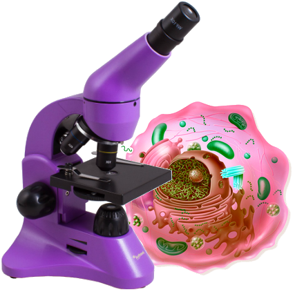 Описание: Описание: eukarioticheskaya-kletka-i-mikroskop