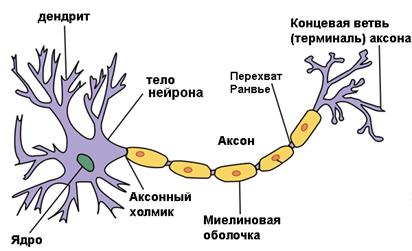 Назовите направление аксонов клеток спинномозговых узлов и что они образуют. Смотреть фото Назовите направление аксонов клеток спинномозговых узлов и что они образуют. Смотреть картинку Назовите направление аксонов клеток спинномозговых узлов и что они образуют. Картинка про Назовите направление аксонов клеток спинномозговых узлов и что они образуют. Фото Назовите направление аксонов клеток спинномозговых узлов и что они образуют