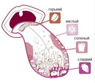 Вкусовые Рецепторы На Языке Фото