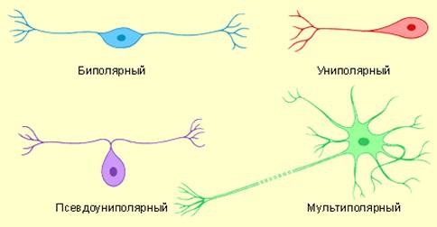 Физиологические свойства синапсов, их классификация