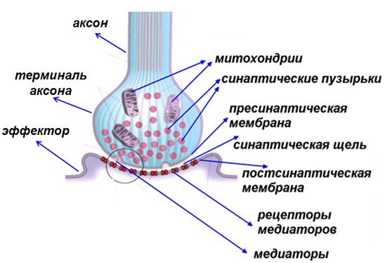 Физиологические свойства синапсов, их классификация