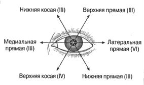 рефлекторная дуга спинного мозга строение. Смотреть фото рефлекторная дуга спинного мозга строение. Смотреть картинку рефлекторная дуга спинного мозга строение. Картинка про рефлекторная дуга спинного мозга строение. Фото рефлекторная дуга спинного мозга строение