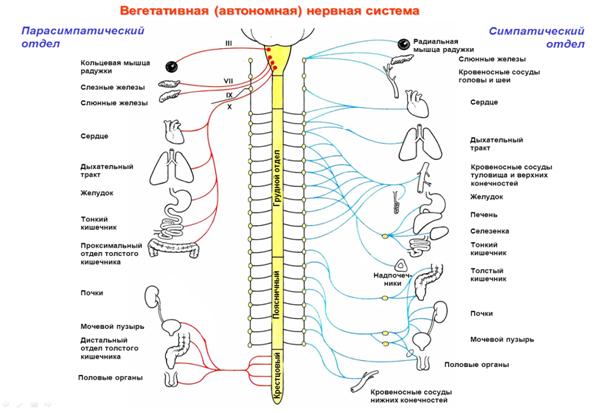 рефлекторная дуга спинного мозга строение. Смотреть фото рефлекторная дуга спинного мозга строение. Смотреть картинку рефлекторная дуга спинного мозга строение. Картинка про рефлекторная дуга спинного мозга строение. Фото рефлекторная дуга спинного мозга строение