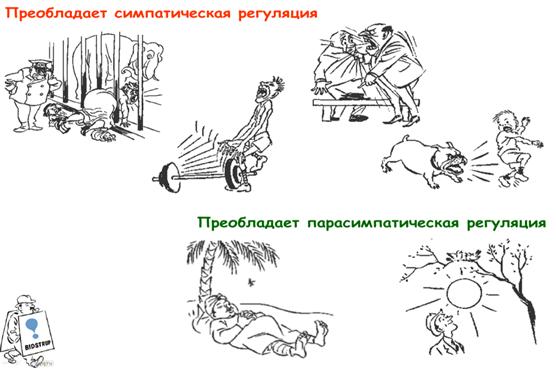 рефлекторная дуга спинного мозга строение. Смотреть фото рефлекторная дуга спинного мозга строение. Смотреть картинку рефлекторная дуга спинного мозга строение. Картинка про рефлекторная дуга спинного мозга строение. Фото рефлекторная дуга спинного мозга строение