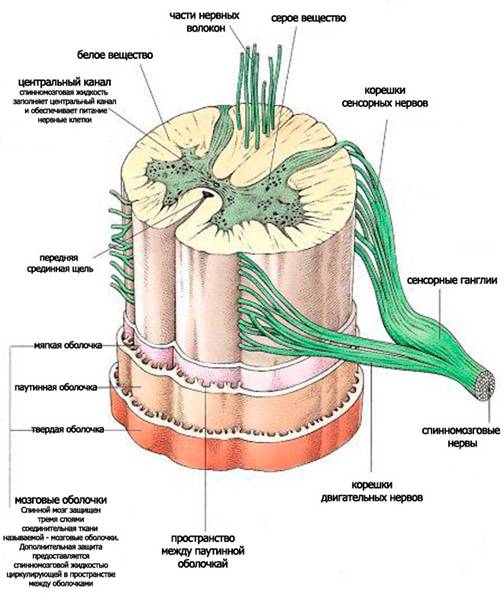http://nashput.com/images/blog/o-travme/iz-chego-sostoit-spinnoi-mozg.jpg