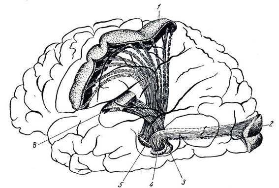 Рис. 350. Схема-модель трех главных чувствительных систем левого полушария мозга, восходящих к клеткам его коры. 1 - область общей чувствительности коры полушария мозга; 2 - зрительная область коры полушария мозга; 3 - медиальное коленчатое тело; 4 - латеральное коленчатое тело; 5 - латеральное ядро зрительного бугра; 6 - слуховая область коры головного мозга