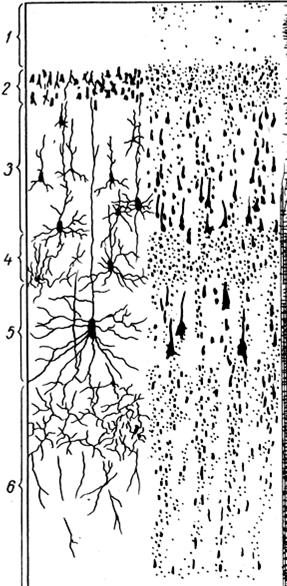 Рис. 186. Кора полушарий большого мозга. а - схема расположения клеток; б - схема расположения волокон; 1 - молекулярный| слой; 2 - наружный зернистый слой; 3 - слой пирамидальных клеток; 4 - внутренний зернистый слой; 5 - ганглиозный слой; 6 - слой полиморфных клеток; 7, 8, 9 - слои волокон