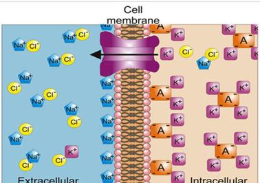 http://vignette3.wikia.nocookie.net/science/images/4/44/Basis_of_Membrane_Potential2.jpg/revision/latest/scale-to-width-down/419?cb=20120415072555&path-prefix=ru