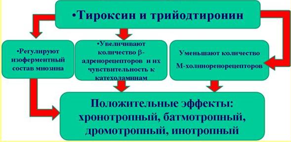 Чем объясняется явление лестницы боудича. Смотреть фото Чем объясняется явление лестницы боудича. Смотреть картинку Чем объясняется явление лестницы боудича. Картинка про Чем объясняется явление лестницы боудича. Фото Чем объясняется явление лестницы боудича