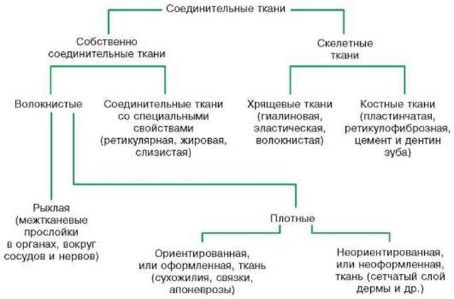 Назовите виды соединительной ткани чем они отличаются. Смотреть фото Назовите виды соединительной ткани чем они отличаются. Смотреть картинку Назовите виды соединительной ткани чем они отличаются. Картинка про Назовите виды соединительной ткани чем они отличаются. Фото Назовите виды соединительной ткани чем они отличаются