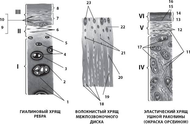 3 Elasticheskaya Hryashevaya Tkan