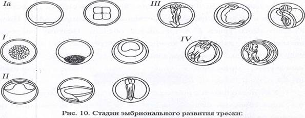 стадии развития зародышей рыбы. image004. стадии развития зародышей рыбы фото. стадии развития зародышей рыбы-image004. картинка стадии развития зародышей рыбы. картинка image004. Цель занятия: ознакомится с особенностями размножения и эмбриогенеза рыб различных видов.