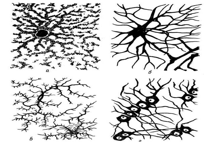 Нейроглия происхождение. Схема клеток нейроглии. Схема субмикроскопического строения мультиполярного нейрона. Клетки макроглии. Типы нейроглии.