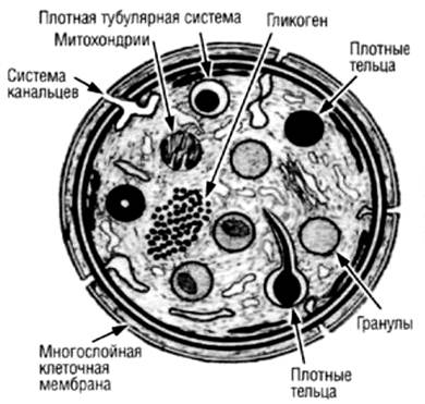 Описание: 22
