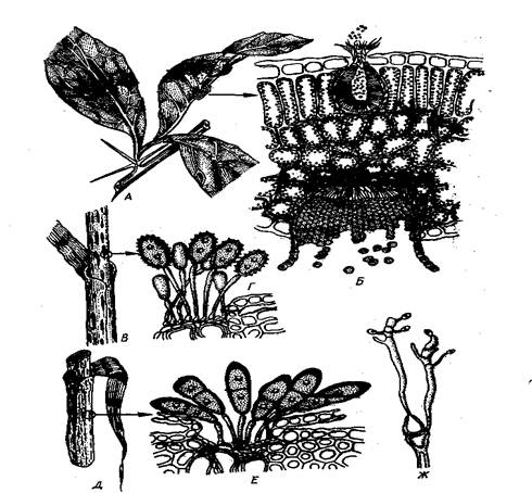 : image1