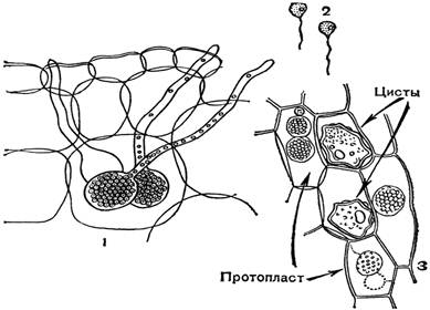 : http://molbiol.ru/w/images/e/ee/Zr2_008.png