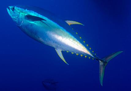 Описание: Пелагическая Рыба — стоковые фотографии и другие картинки Плавание - Плавание, Тунец - морепродукты, Pelagic Zone - iStock