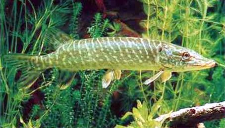 Описание: undefined