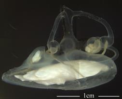 Описание: Внутреннее ухо клюворылой антиморы