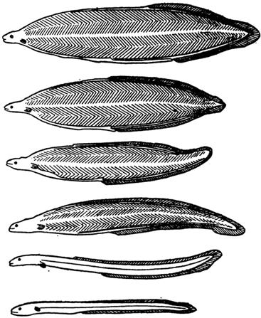 Описание: Превращение личинки угря в молодого угря