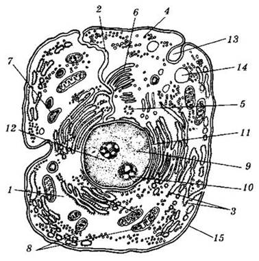 : : image017