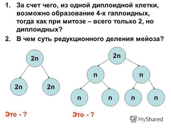 Рассмотрите рисунок с изображением схемы деления исходной диплоидной клетки