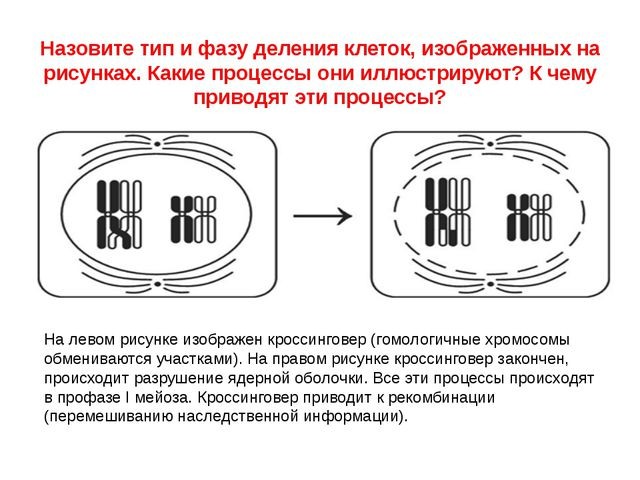 Назовите тип и фазу деления соматической клетки. Назовите Тип и фазу деления изображённых на рисунке. Тип и фазы деления клеток на рисунке какие. Определите Тип и фазу деления клетки изображенной на рисунке. Какая фаза деления клетки изображена на рисунке.