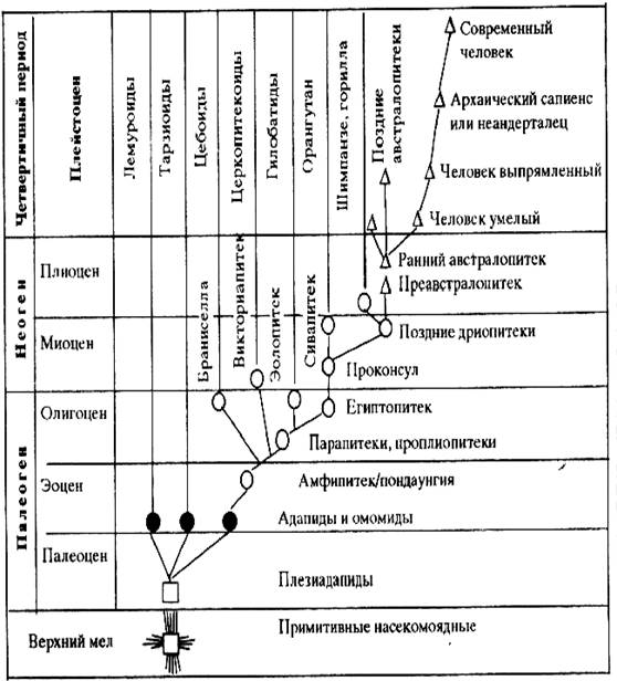 Схема эволюции растений 7 класс. Схемасхема эволюции науки "периоды" философия. Попробуйте составить краткую схему эволюции институтов.