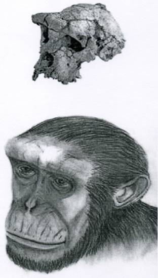 антрополог346