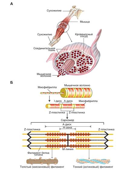 http://vmede.org/sait/content/Fiziologiya_atlas_kamakin_2010/6_files/mb4_010.jpeg