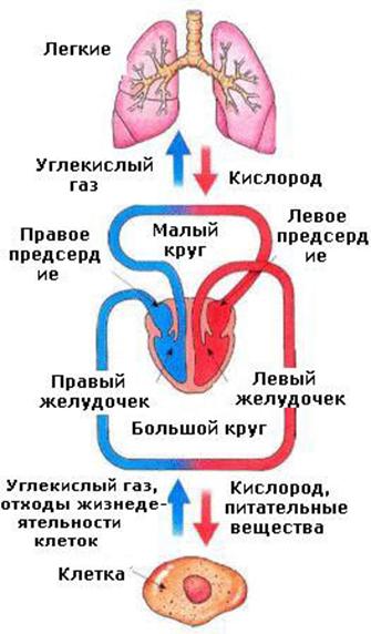 Таблица малого круга кровообращения. Круги кровообращения человека схема последовательность. Малый и большой круг кровообращения человека. Малый круг кровообращения. Схема большого и малого круга кровообращения.