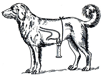Рис. 32. Собака с изолированным по И. П. Павлову малым желудочком