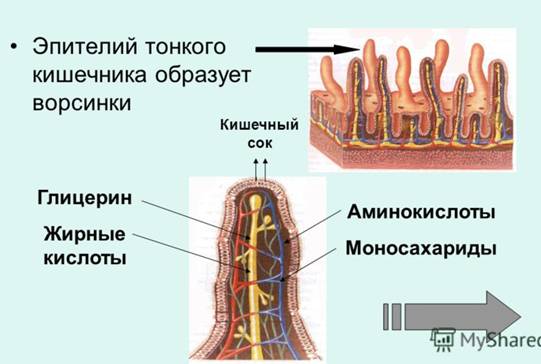 http://images.myshared.ru/4/202118/slide_21.jpg
