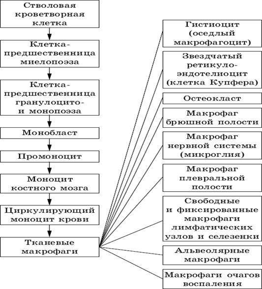 Комплекс тканей выполняющие определенные специфические функции