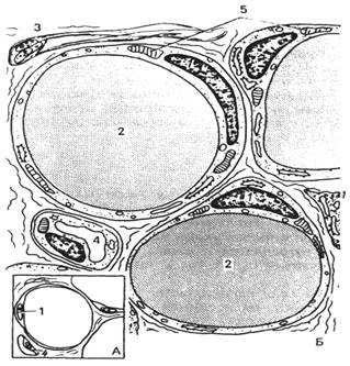 Описание: Рис. 96. Строение белой жировой ткани (схема по Ю.И.Афанасьеву)
