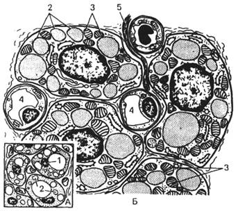Описание: Рис. 97. Строение бурой жировой ткани (схема по Ю.И.Афанасьеву)