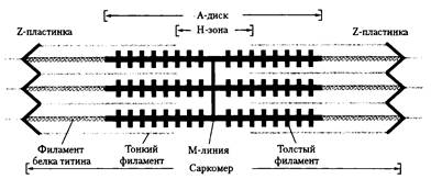 Стенки сосудов образованы гладкой мышечной тканью