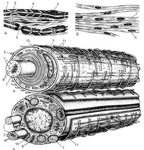 Безмиелиновые нервные волокна количество осевых цилиндров
