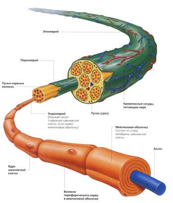 Безмиелиновые нервные волокна количество осевых цилиндров