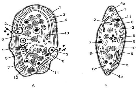 Описание: Рис. 75. Ультрамикроскопическое строение тромбоцита (кровяной пластинки) (по Н.А.Юриной)