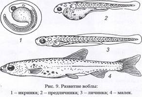 1. Тилапия