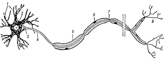 Описание: C:\Users\зоол\Desktop\нерв ткань\нейрон - задание.png