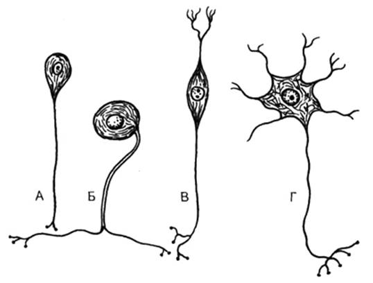 Описание: Рис. 132. Типы нервных клеток (схема по Т.Н.Радостиной, Л.С.Румянцевой)